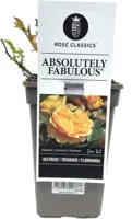 Rosa ‘Absolutely Fabulous’ 20cm - afbeelding 1