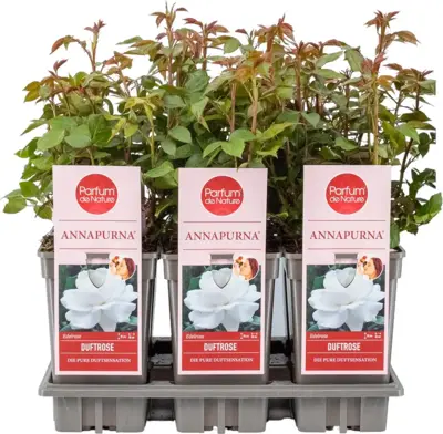 Rosa 'Annapurna'® (Grootbloemige trosroos) 20cm - afbeelding 1