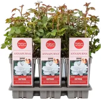 Rosa 'Annapurna'® (Grootbloemige trosroos) 20cm - afbeelding 1