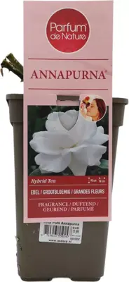 Rosa 'Annapurna'® (Grootbloemige trosroos) 20cm - afbeelding 2