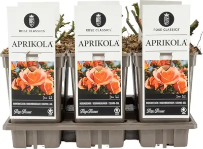 Rosa 'Aprikola' (Roos) 20cm - afbeelding 3