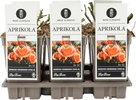 Rosa 'Aprikola' (Roos) 20cm - afbeelding 3