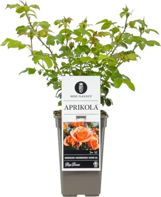 Rosa 'Aprikola' (Roos) 20cm - afbeelding 1