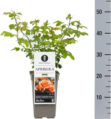 Rosa 'Aprikola' (Roos) 20cm - afbeelding 2