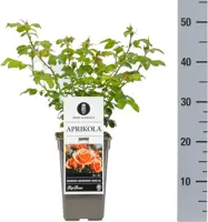 Rosa 'Aprikola' (Roos) 20cm - afbeelding 2