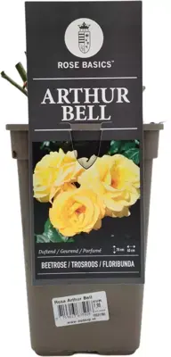 Rosa 'Arthur Bell' 35cm - afbeelding 1