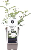 Rosa 'Aspirin' (Roos) 45cm - afbeelding 1