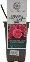 Rosa (aus) princess alexandra of kent (struikroos) - afbeelding 1