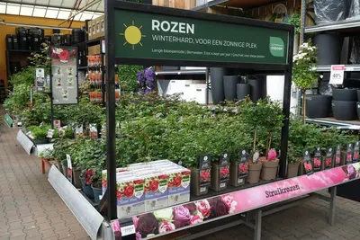 Rosa basics grootbloemig mix - afbeelding 2