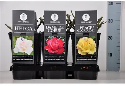 Rosa basics grootbloemig mix - afbeelding 1