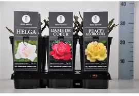 Rosa basics grootbloemig mix - afbeelding 1