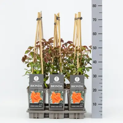 Rosa Bionda (Klimroos) 75cm - afbeelding 2