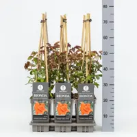 Rosa Bionda (Klimroos) 75cm - afbeelding 2