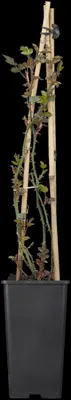 Rosa Bionda (Klimroos) 75cm - afbeelding 4
