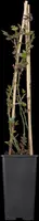 Rosa Bionda (Klimroos) 75cm - afbeelding 4