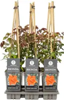 Rosa Bionda (Klimroos) 75cm - afbeelding 1