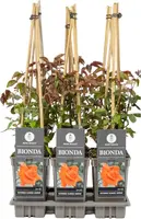 Rosa Bionda (Klimroos) 75cm kopen?