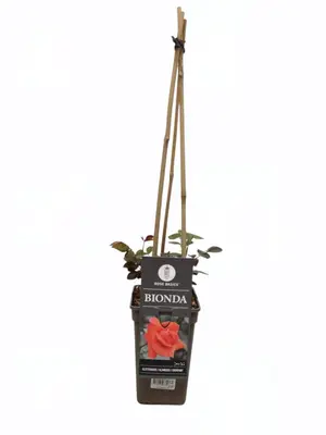 Rosa Bionda (Klimroos) 75cm - afbeelding 3