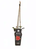 Rosa Bionda (Klimroos) 75cm - afbeelding 3