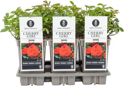 Rosa 'Cherry Girl' 20cm - afbeelding 1