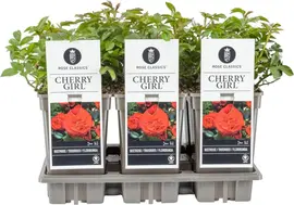 Rosa 'Cherry Girl' 20cm - afbeelding 1