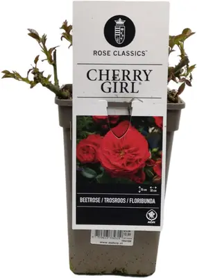 Rosa 'Cherry Girl' 20cm - afbeelding 2
