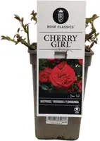Rosa 'Cherry Girl' 20cm - afbeelding 2