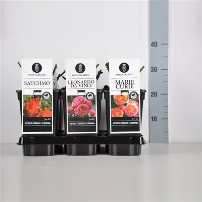 Rosa classics trosroos mix - afbeelding 1