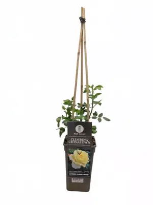 Rosa 'climbing chinatown' (Roos) 75cm - afbeelding 2