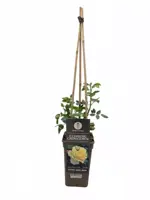 Rosa 'climbing chinatown' (Roos) 75cm - afbeelding 2