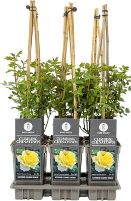 Rosa 'climbing chinatown' (Roos) 75cm - afbeelding 1
