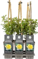 Rosa 'climbing chinatown' (Roos) 75cm - afbeelding 1