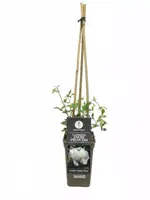 Rosa climbing snow princess (klimroos) 75cm - afbeelding 1