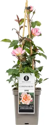 Rosa 'Compassion' (Roos) 65cm - afbeelding 1