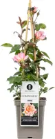 Rosa 'Compassion' (Roos) 65cm - afbeelding 1