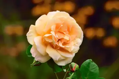 Rosa 'Compassion' (Roos) 65cm - afbeelding 3