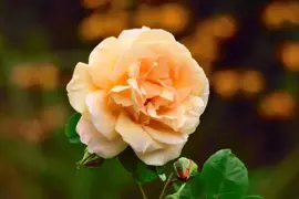 Rosa 'Compassion' (Roos) 65cm - afbeelding 3