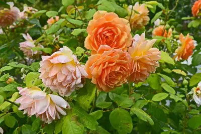 Rosa 'Compassion' (Roos) 65cm - afbeelding 4