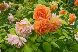 Rosa 'Compassion' (Roos) 65cm - afbeelding 4