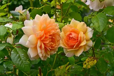 Rosa 'Compassion' (Roos) 65cm - afbeelding 5