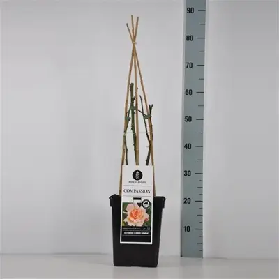 Rosa 'Compassion' (Roos) 65cm - afbeelding 2