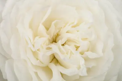 Rosa 'Crystal Fairy' 35cm - afbeelding 3
