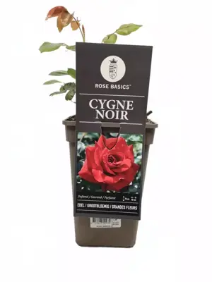 Rosa 'Cygne Noir' 35cm - afbeelding 1