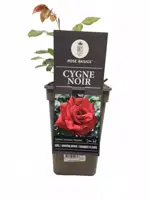 Rosa 'Cygne Noir' 35cm kopen?