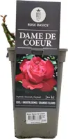 Rosa 'Dame de Coeur' 35cm - afbeelding 1