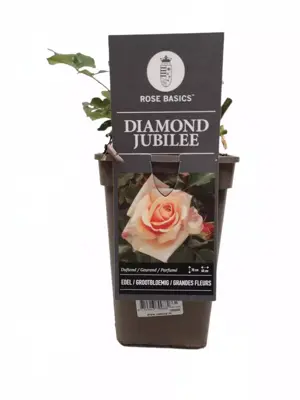 Rosa 'Diamond Jubillee' 35cm - afbeelding 1