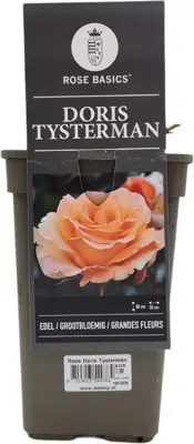 Rosa 'Doris Tysterman' 35cm - afbeelding 1