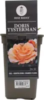 Rosa 'Doris Tysterman' 35cm - afbeelding 1