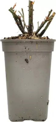 Rosa 'Doris Tysterman' 35cm - afbeelding 2