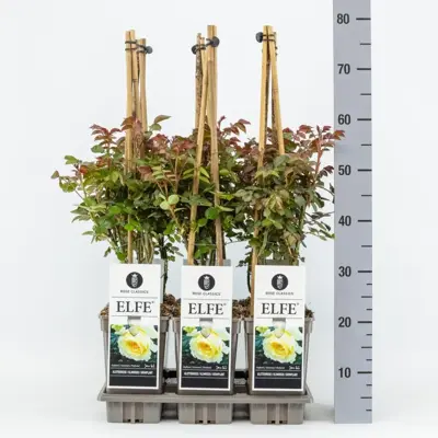 Rosa 'Elfe' (Roos) 75cm - afbeelding 2